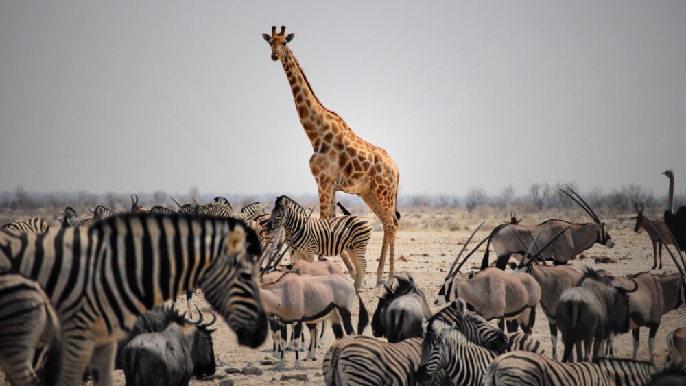 Animales salvajes en Etosha