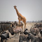 Animales salvajes en Etosha