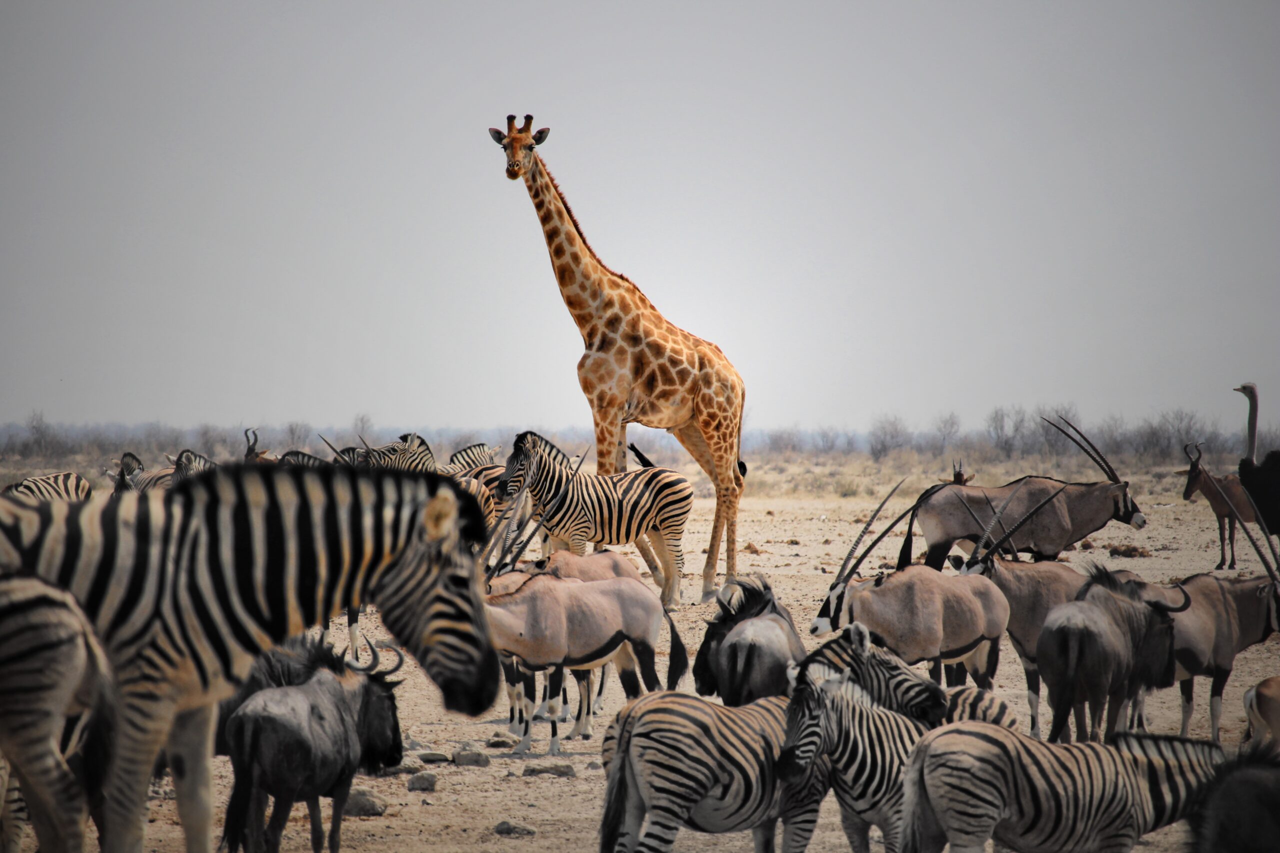 Animales salvajes en Etosha