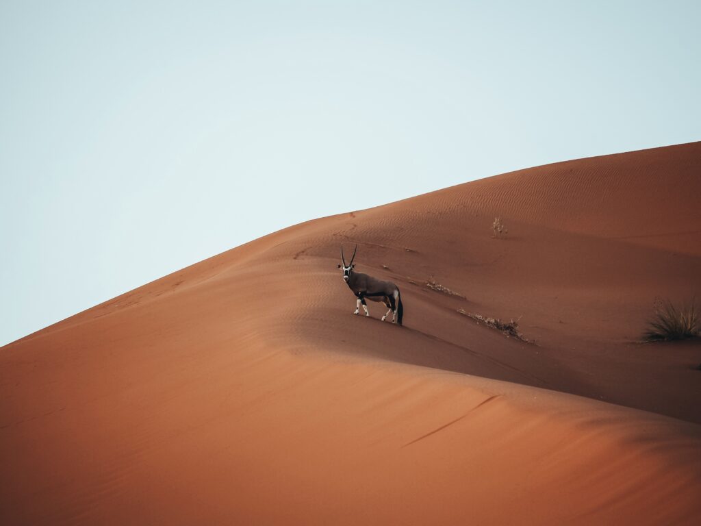 Foto de un orix en las dunas de Namibia