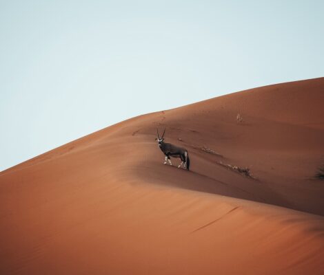 Foto de un orix en las dunas de Namibia