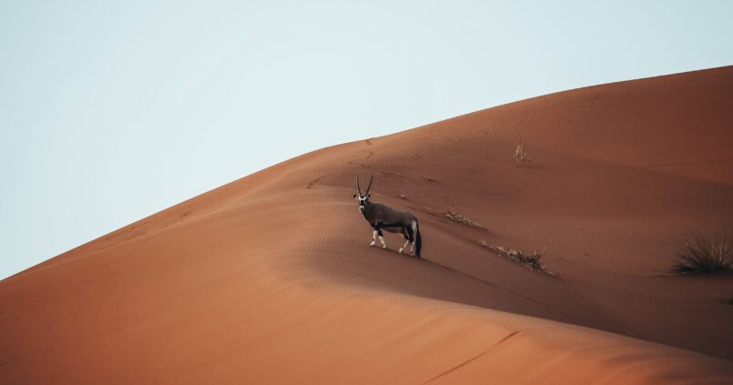 Foto de un orix en las dunas de Namibia
