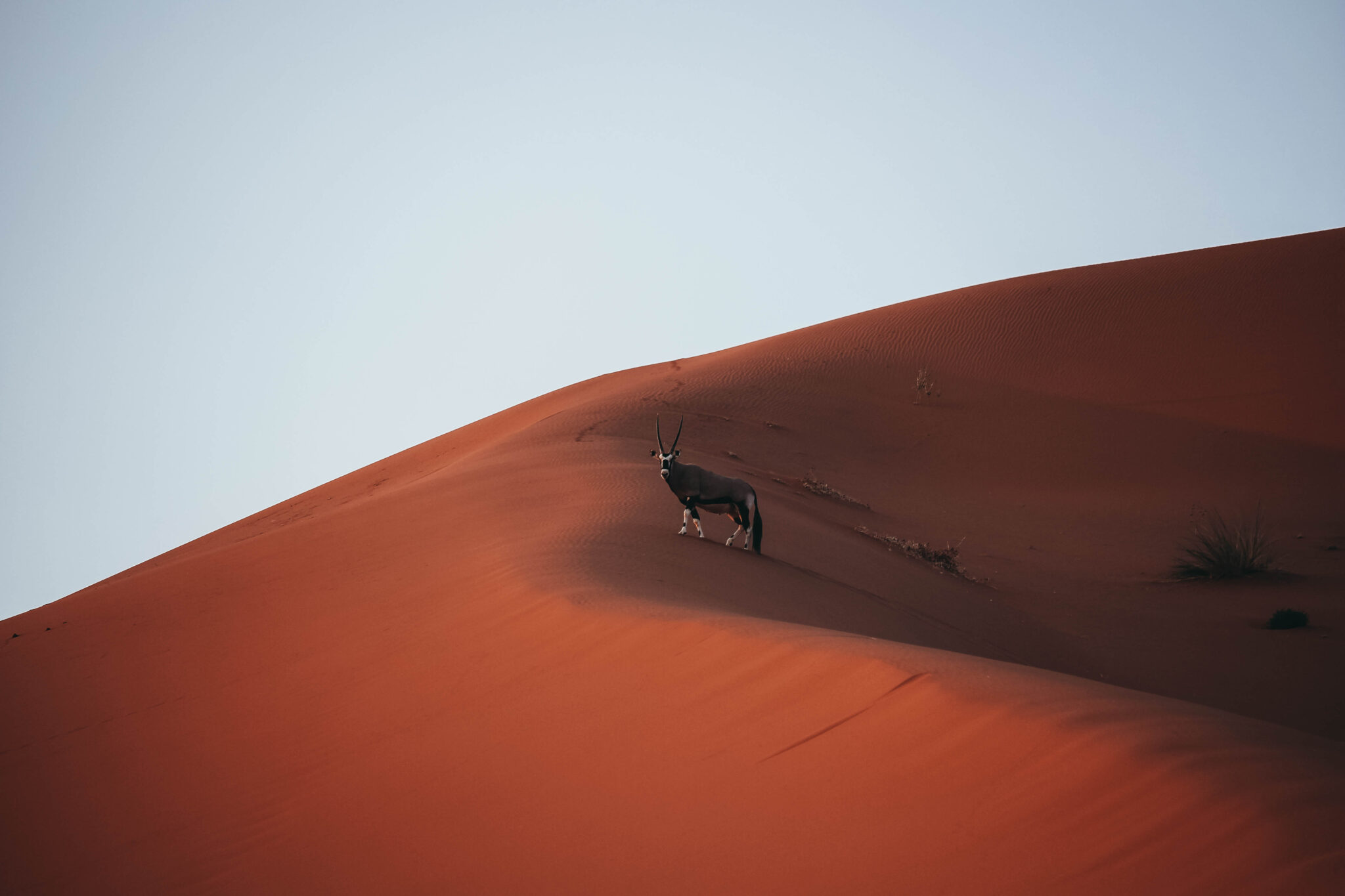 Órice caminando por las dunas de Sesriem