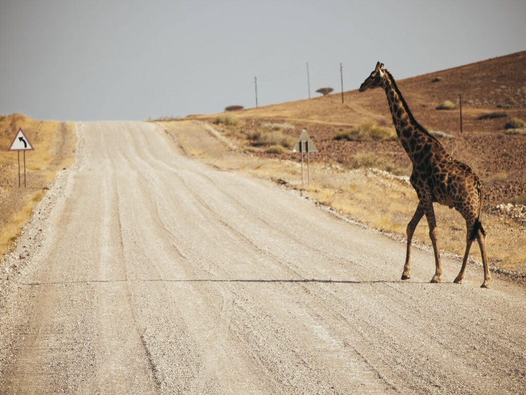 Es posible que se crucen animales salvajes en las carreteras de Namibia como esta jirafa