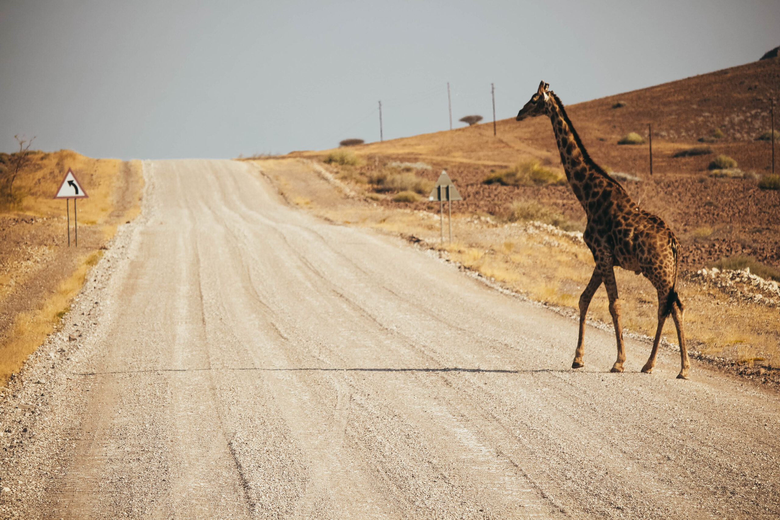 Jirafa cruza la carretera de tierra en las cercanías de Twyfelfontein