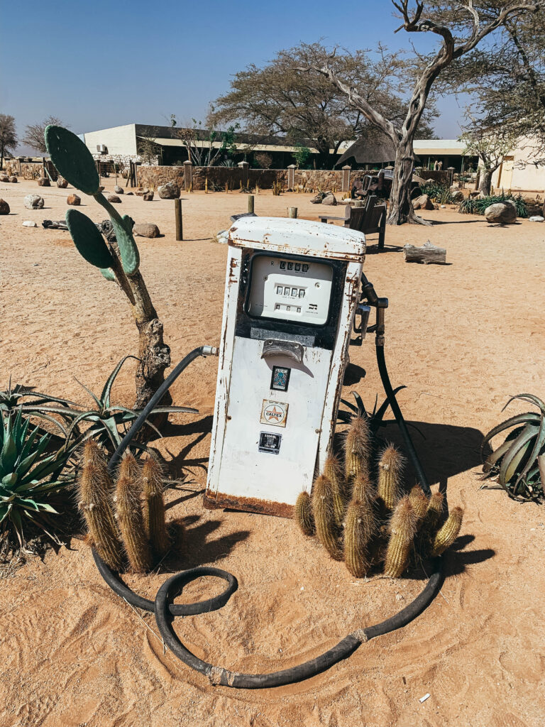 Jardín en Solitaire con cactus