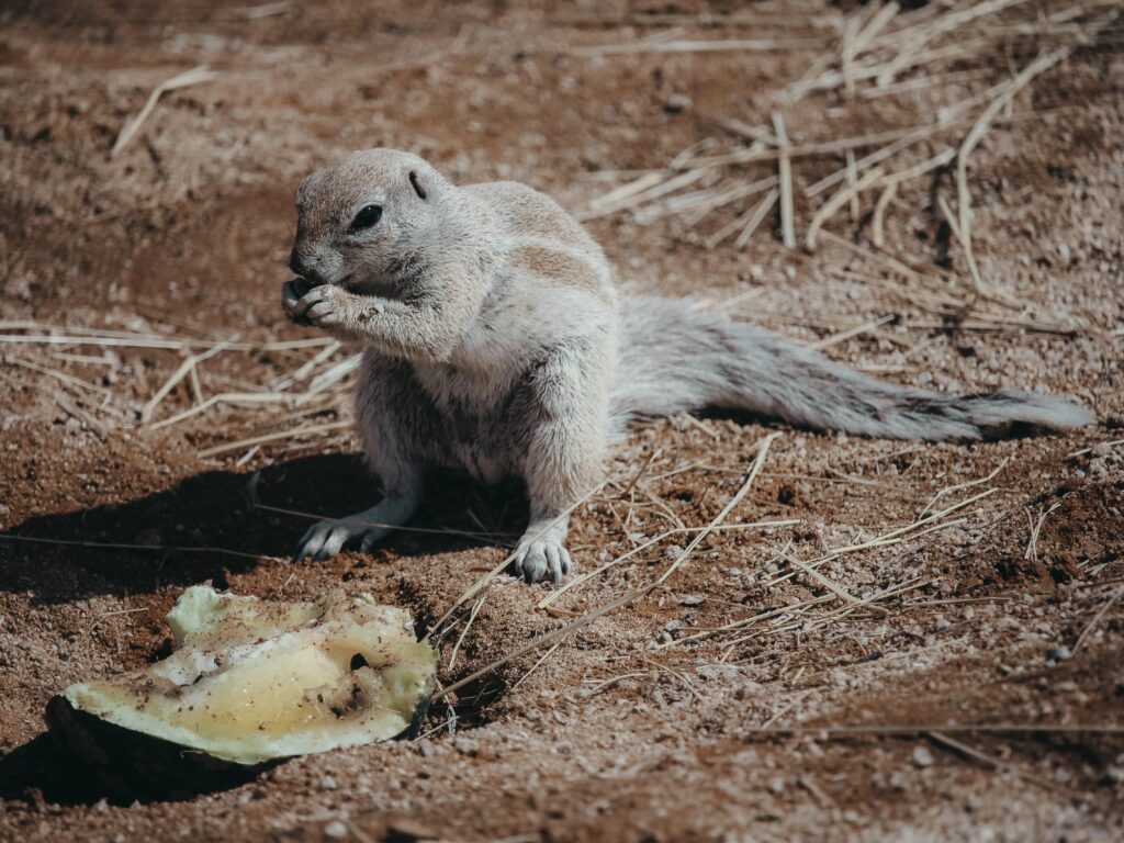 Animal comiendo melón nara en la gasolinera Solitaire