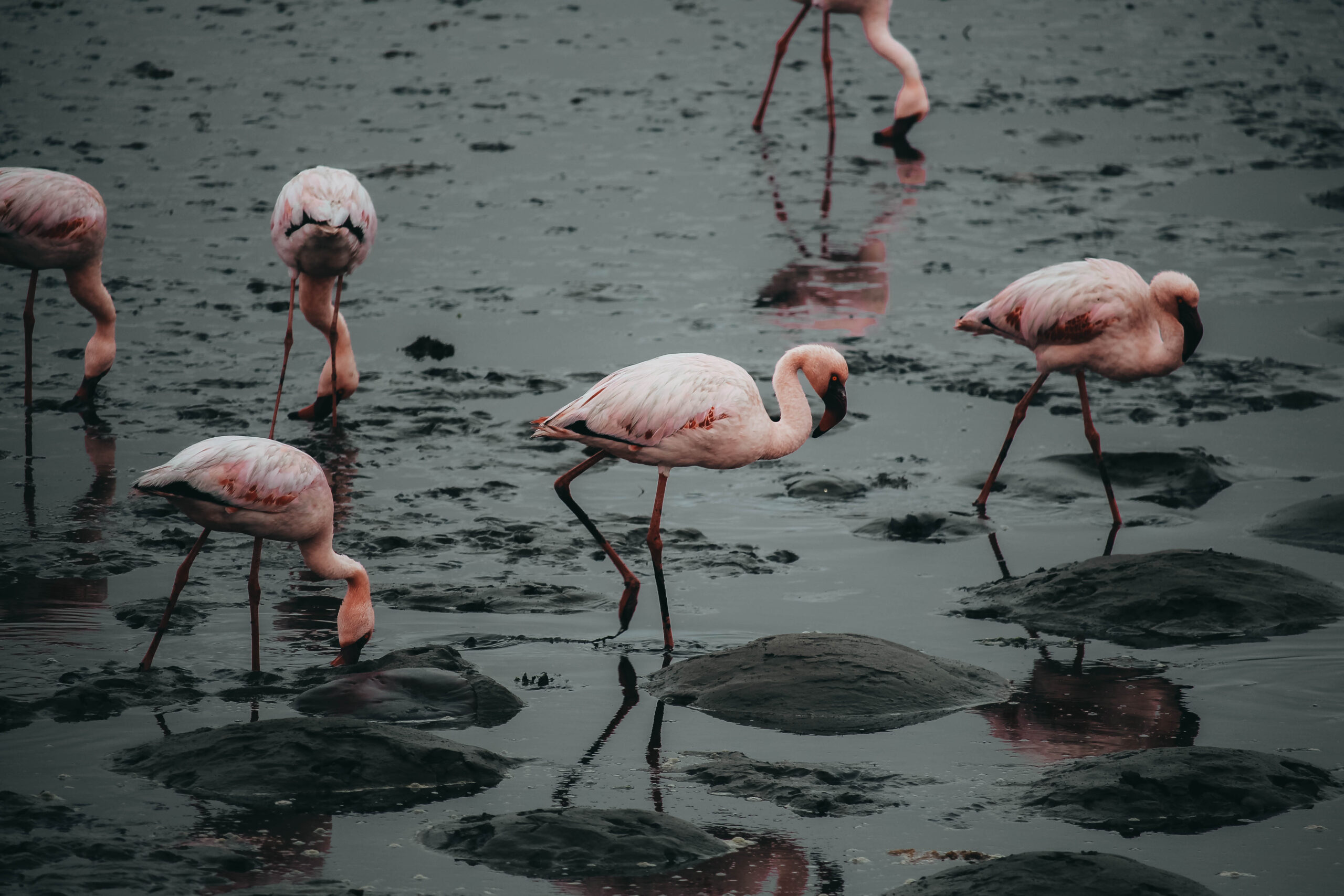 Flamenco buscando alimento en la Flamingo Lagoon