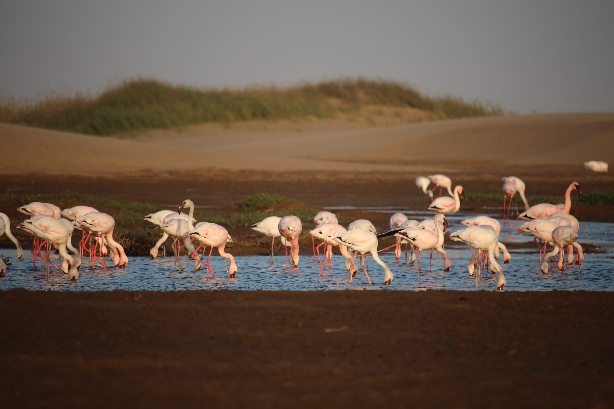 Flamencos en el santuario de pájaros