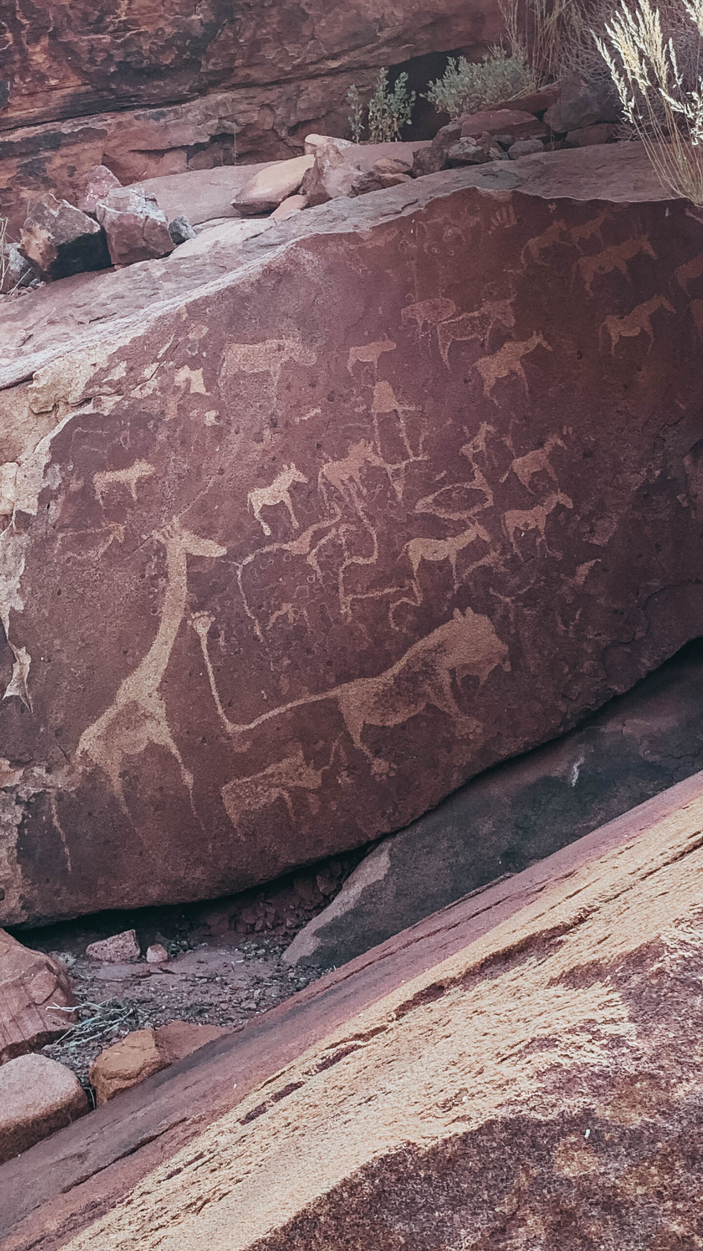 Animales de Twyfelfontein