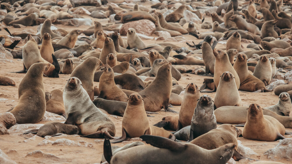 Animales reunidos en una colonia, lobos marinos de Namibia en Cape Cross