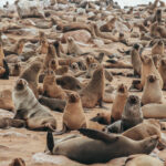 Animales reunidos en una colonia, lobos marinos de Namibia en Cape Cross