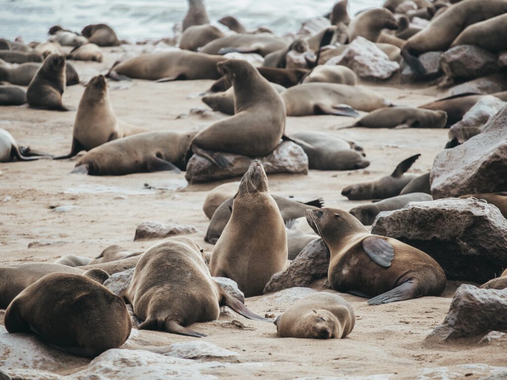 Varios lobos marinos en la colonia de Cape Cross