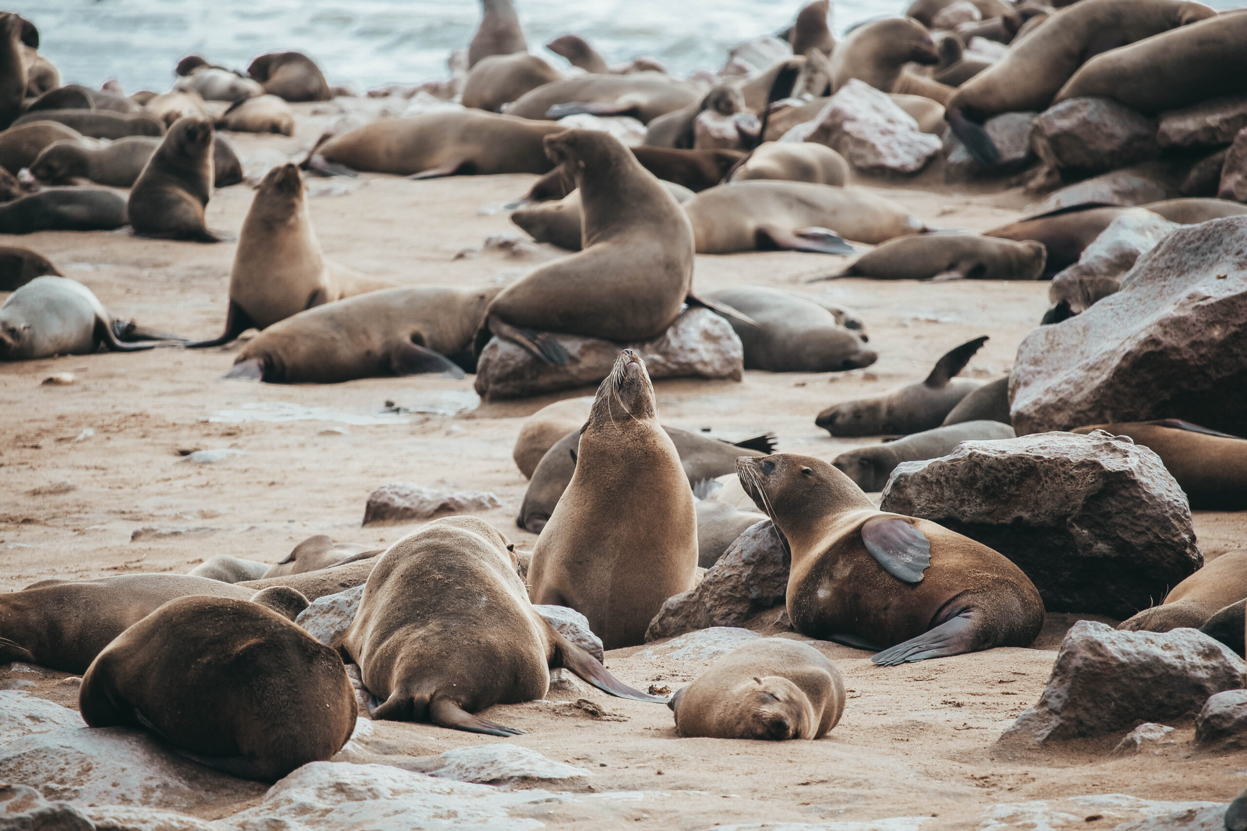 Lobos marinos en Cape Cross
