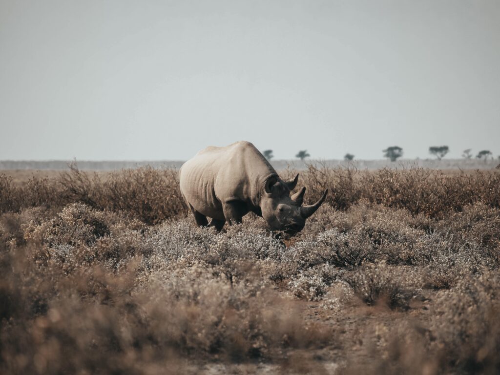 Rinoceronte negro comiendo en Namibia
