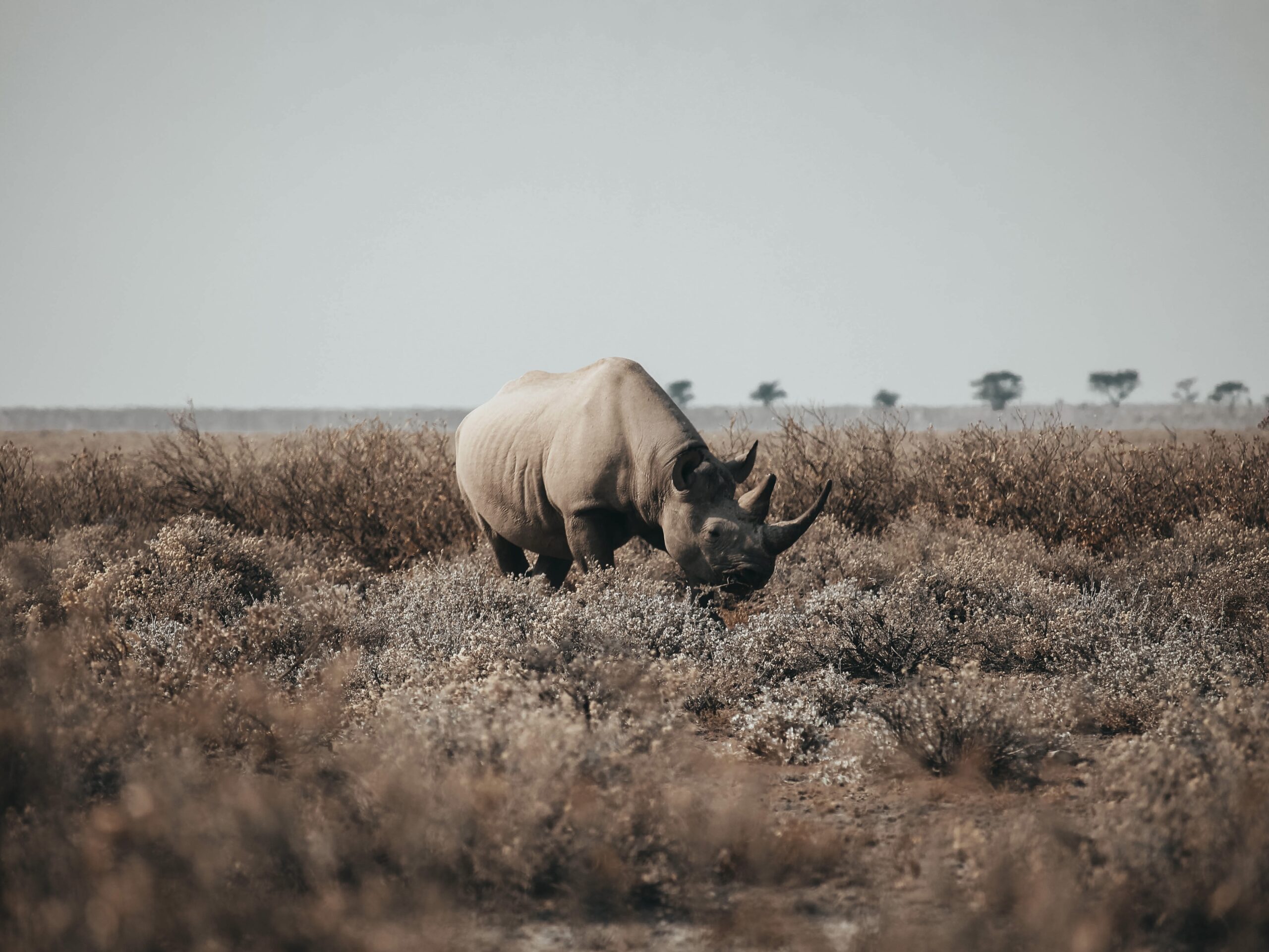 Rinoceronte negro en Namibia