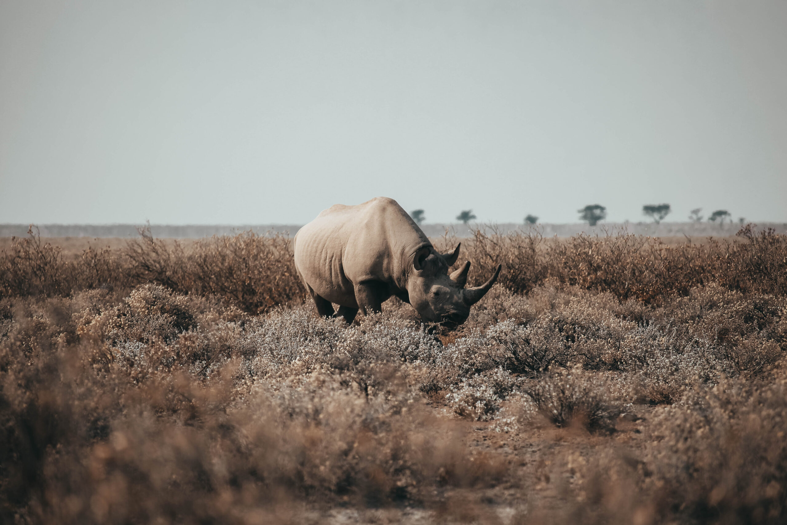 Rinoceronte negro en Namibia