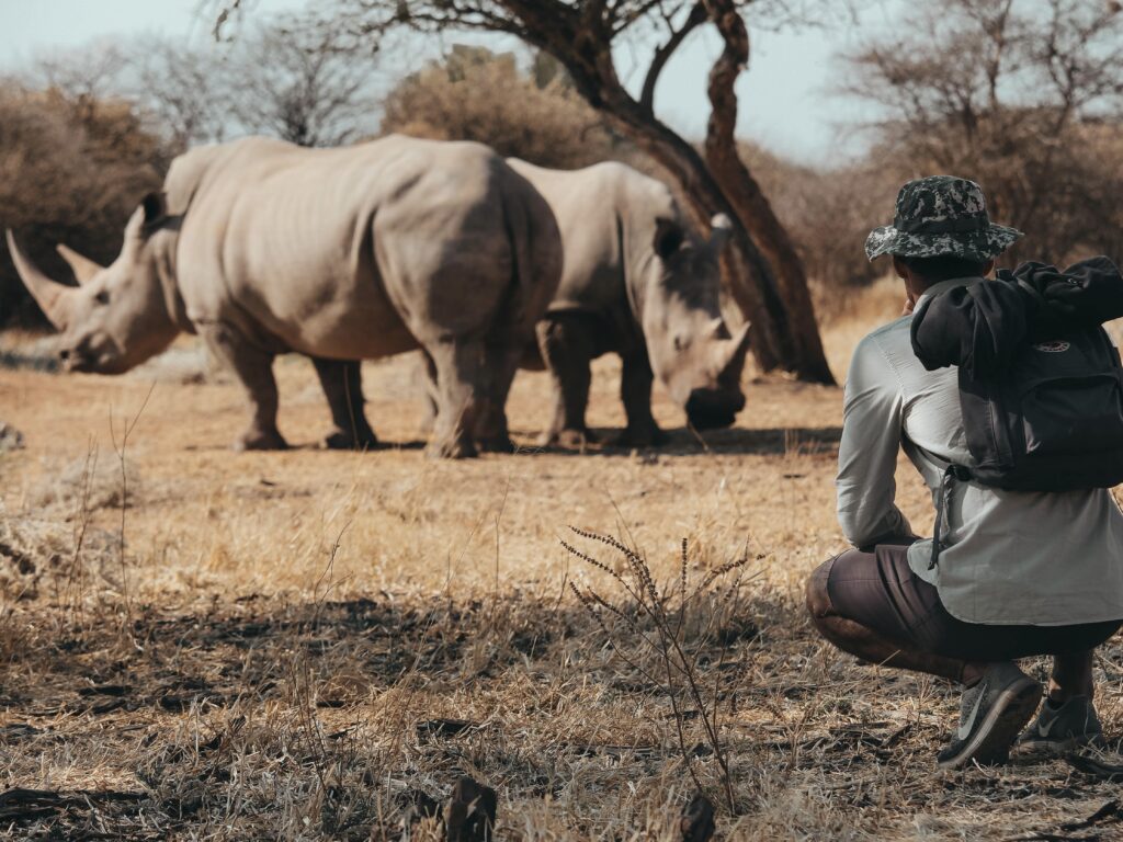 Los rinocerontes blancos son más pacíficos que los negros pudiéndote acercar más para observarlos