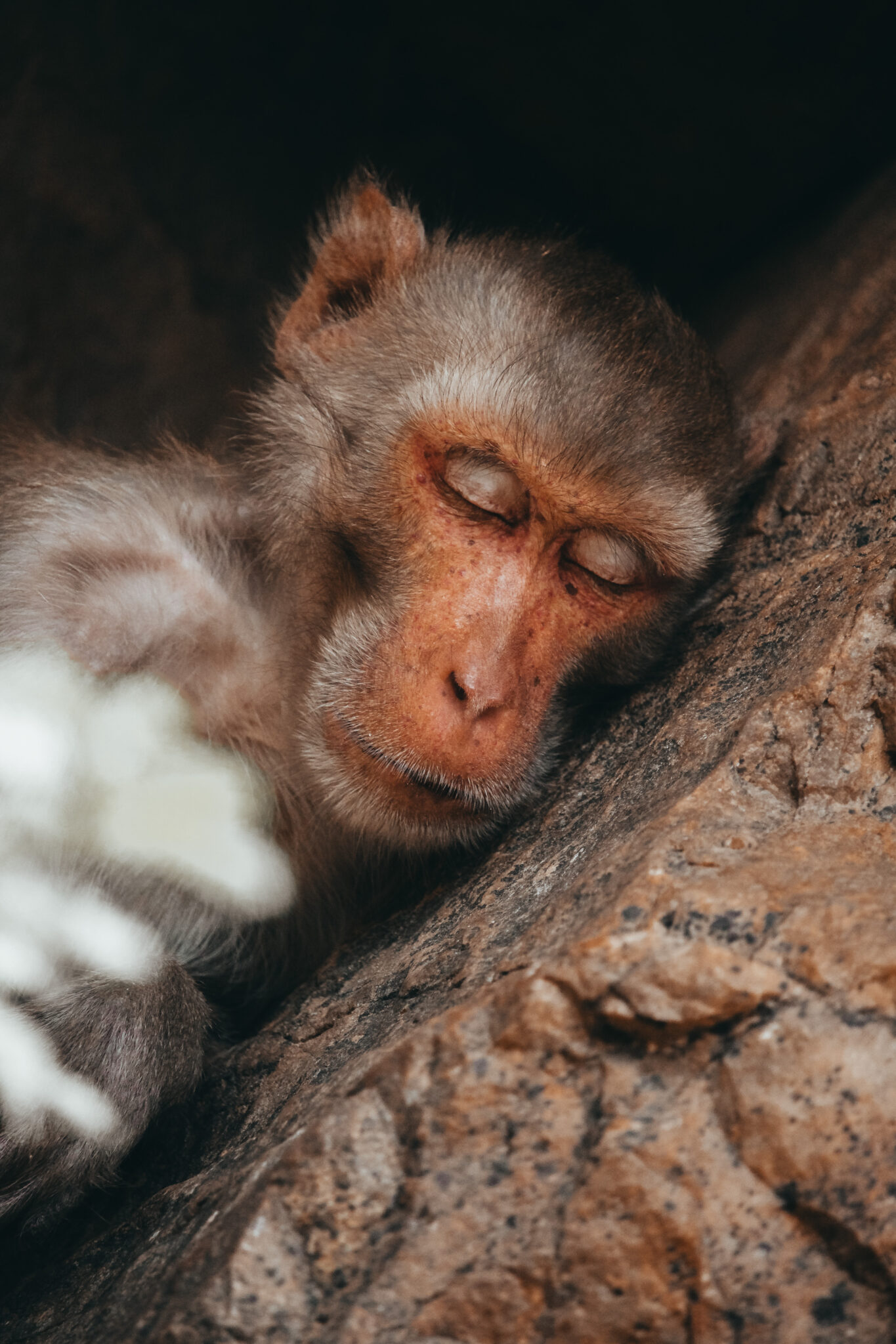 Los monos en la India abundan por todos lados, algunos cansados de largos días aprovechan para descansar