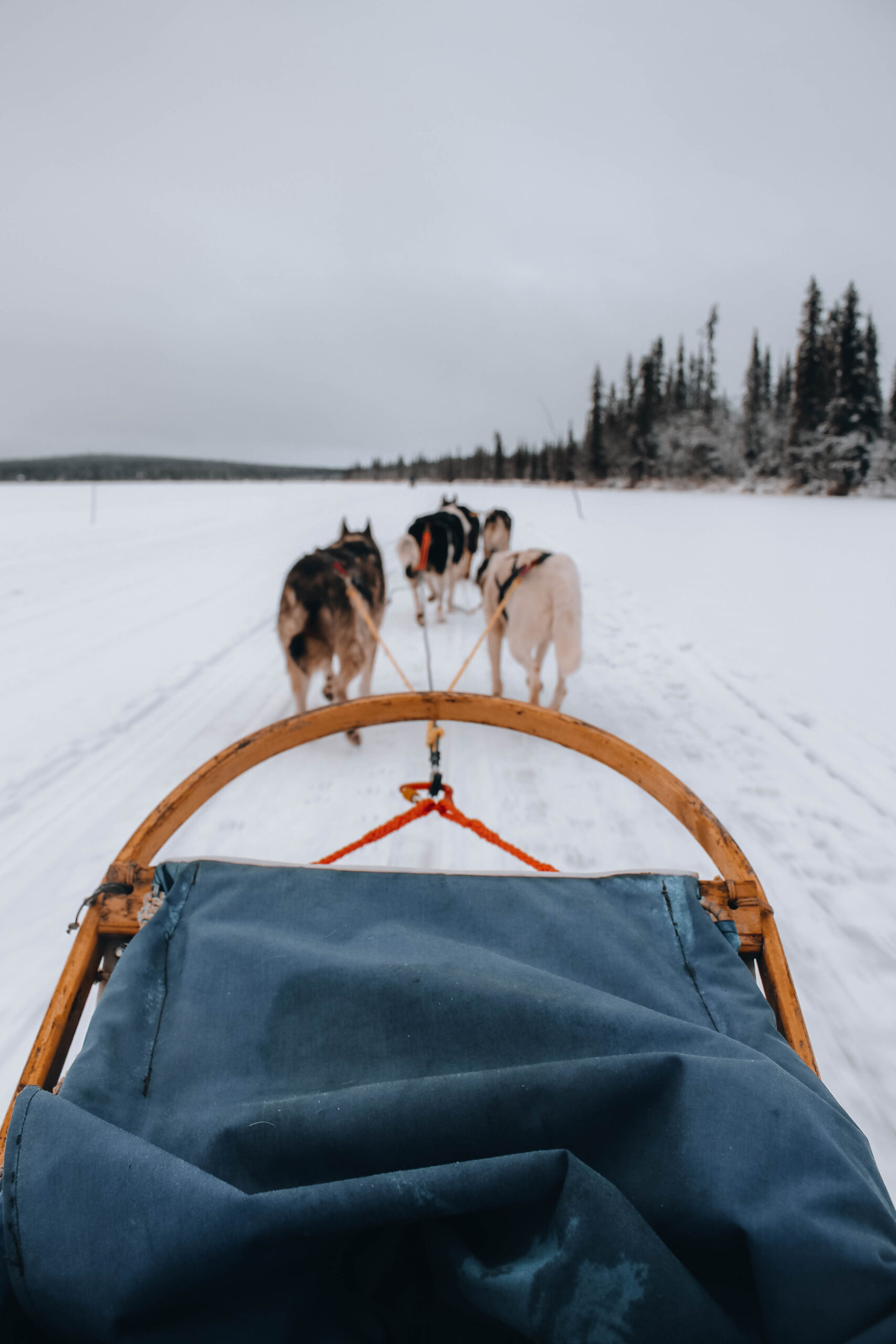 Huskies tirando de un trineo