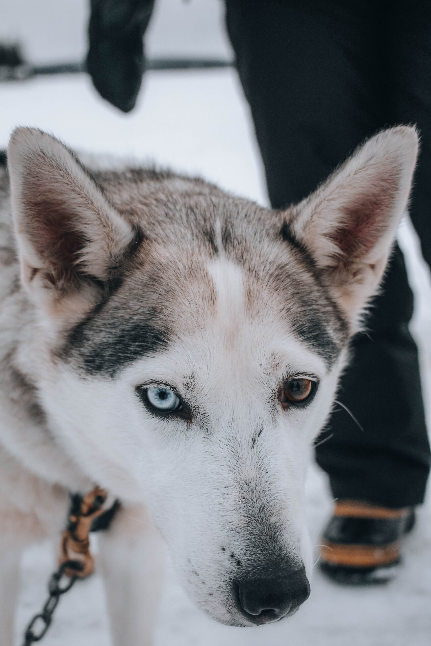 Husky en la Laponia Sueca