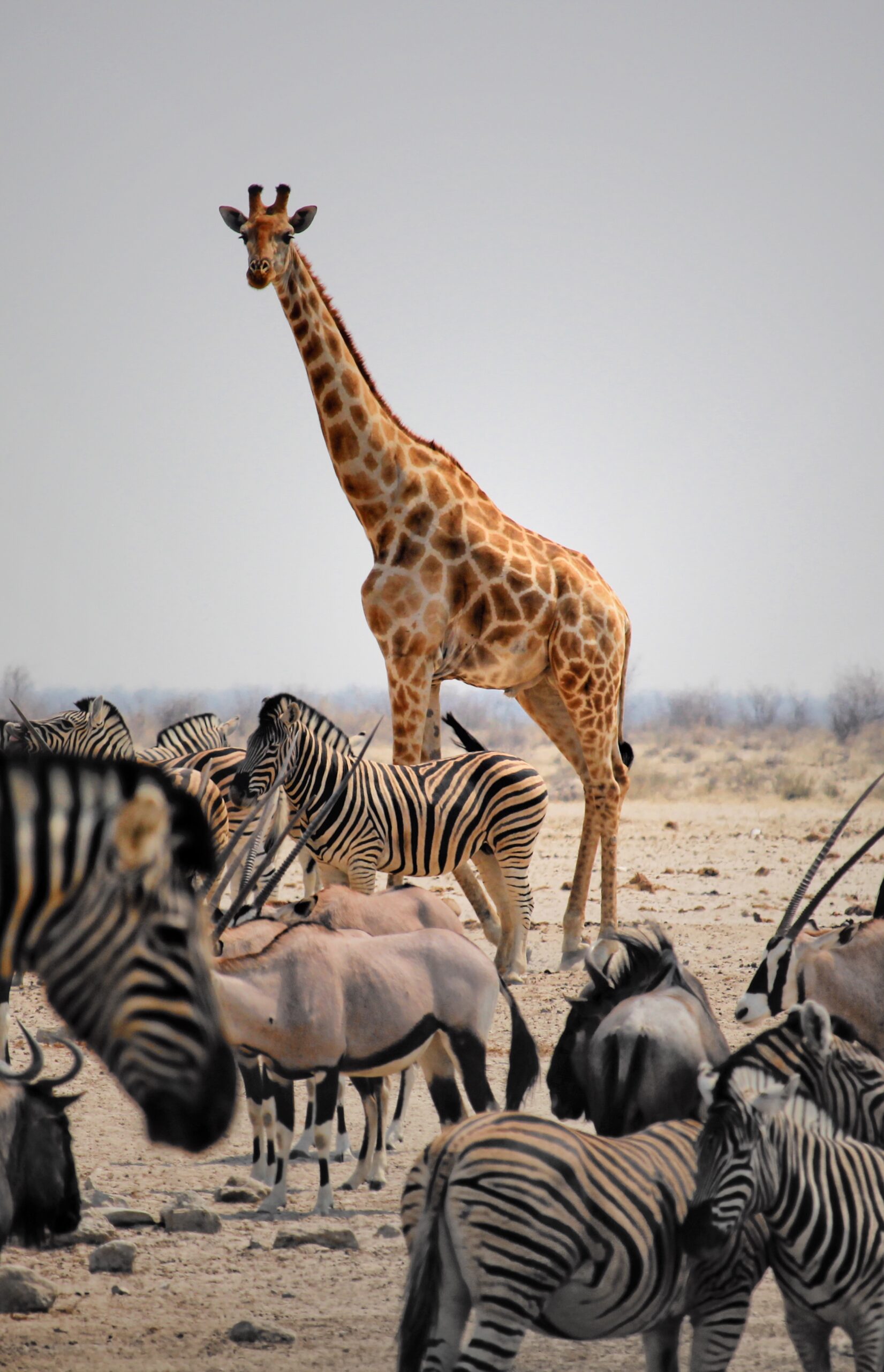 Animales en Etosha