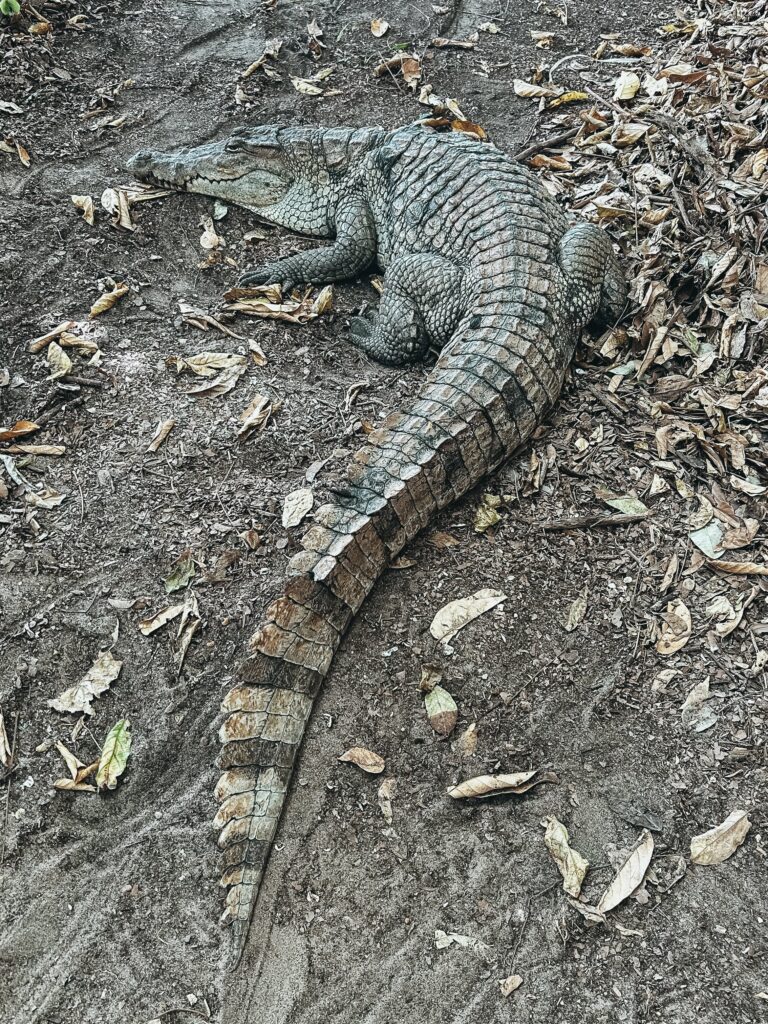 Kachikally Crocodile Park es una de las atracciones turísticas más populares de Gambia y para los lugareños.