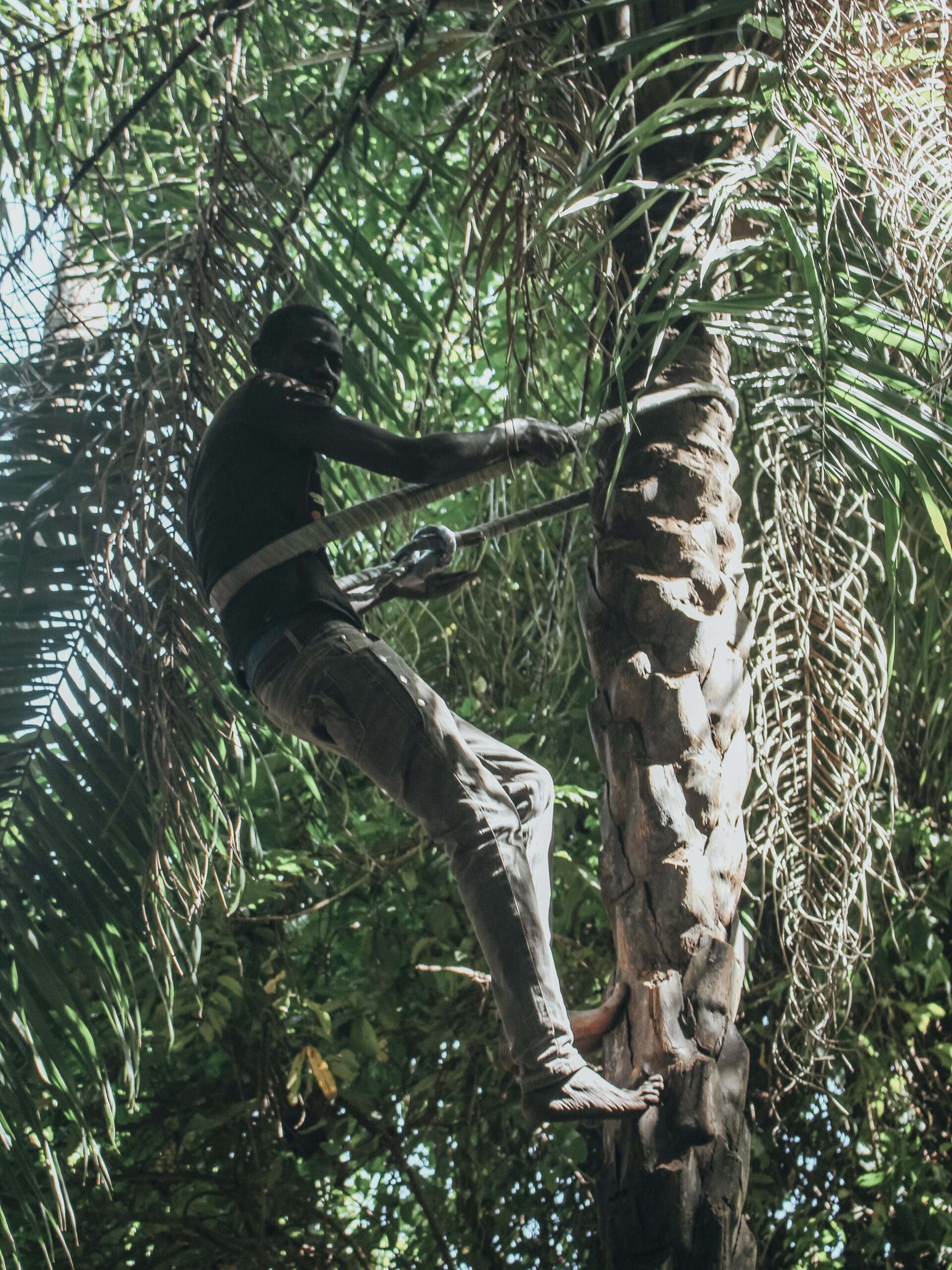 Demostración subiendo una palmera
