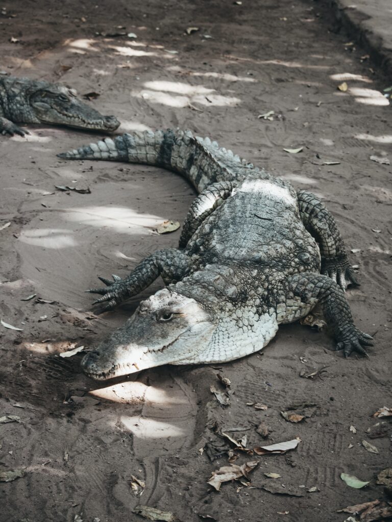 Kachikally Crocodile Park es una de las atracciones turísticas más populares de Gambia y para los lugareños.