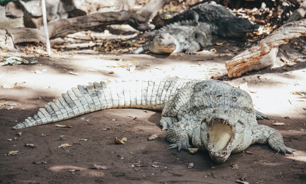 Hay alrededor de 80 cocodrilos del Nilo adultos en el parque y algunos más pequeños. Muchos de ellos se les puede observar posando en las orillas de la piscina en la que los turistas se sacan fotos con los inmóviles reptiles, algunos incluso con las fauces abiertas.