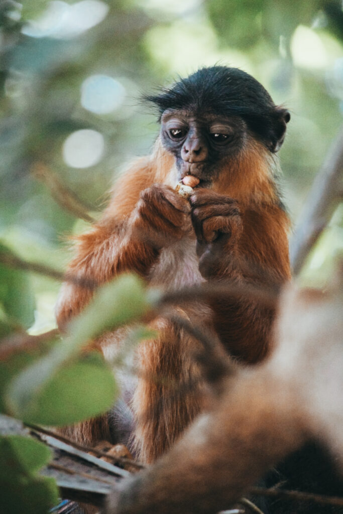 El mono rojo colobo occidental come cacahuetes que le entregan los turistas