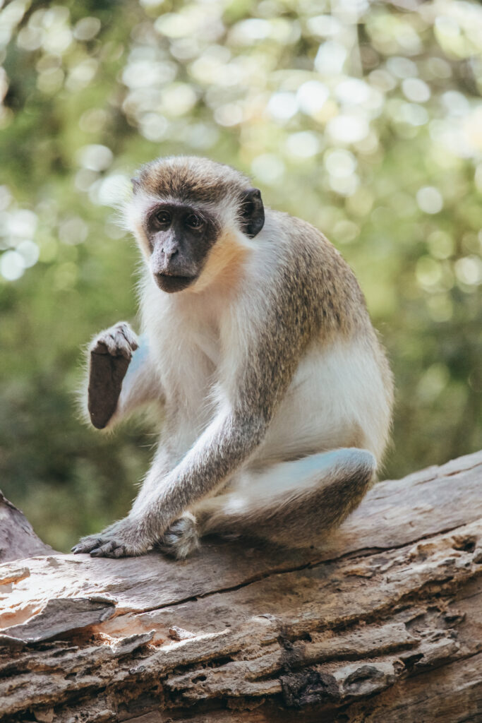 Éstas dos especies de monos están acostumbradas al turismo se acerca en busca de cacahuetes que los visitantes entregan.