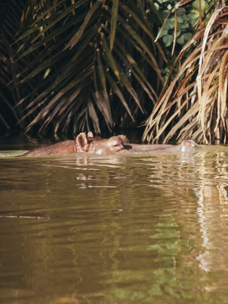 A escasos 15 min en coche llegamos a Kuntaur donde nos embarcaremos en la búsqueda de hipopótamos y chimpancés. El recorrido en barca, hasta la Baboon Island, dura una hora aproximadamente (ida y vuelta). Pudimos ver un tímido hipopótamo que asomó la cabeza dos veces para respirar y desapareció.