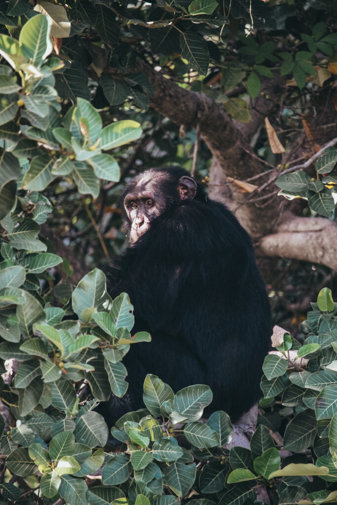 Chimpancé observa una de las barcas del río Gambia