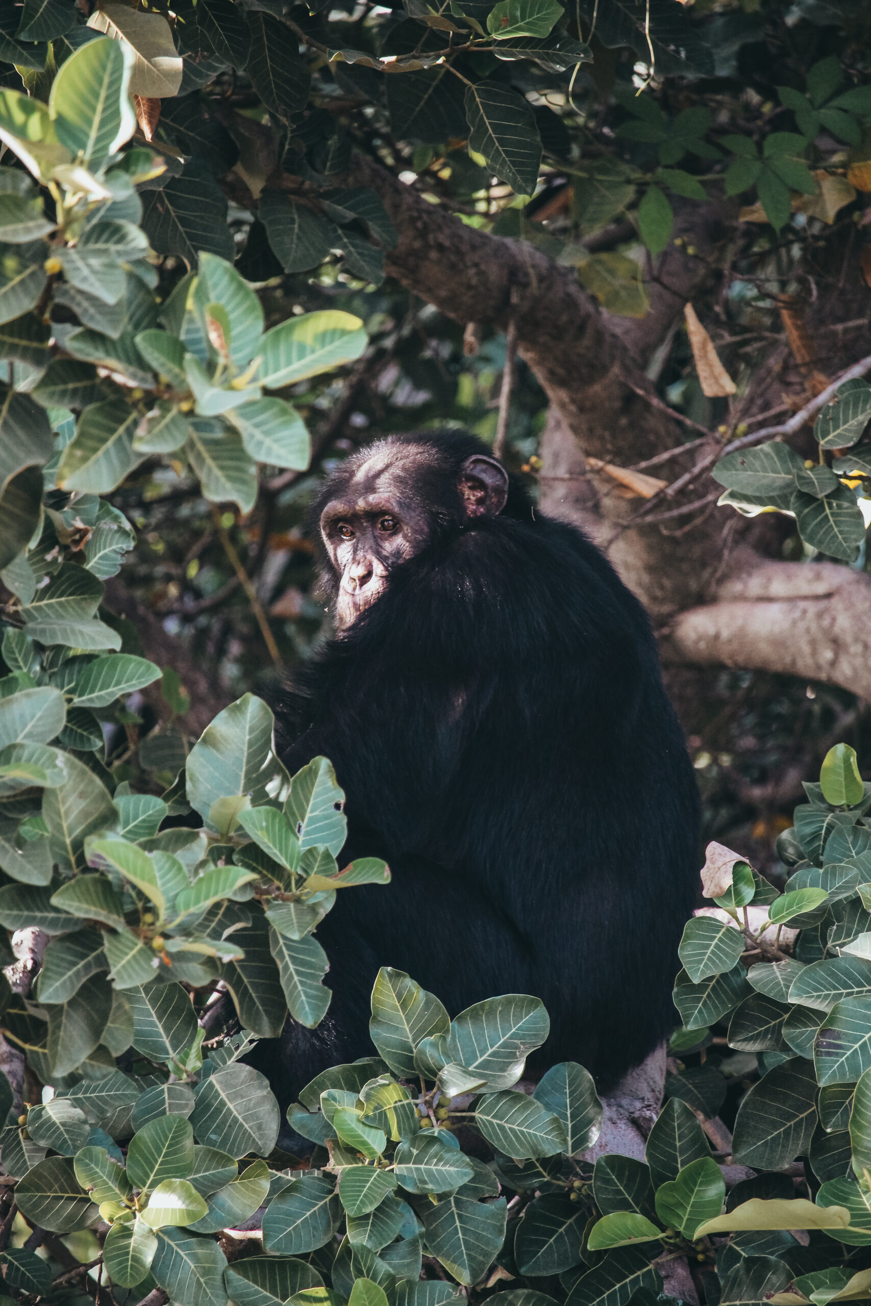 Chimpancé en Gambia