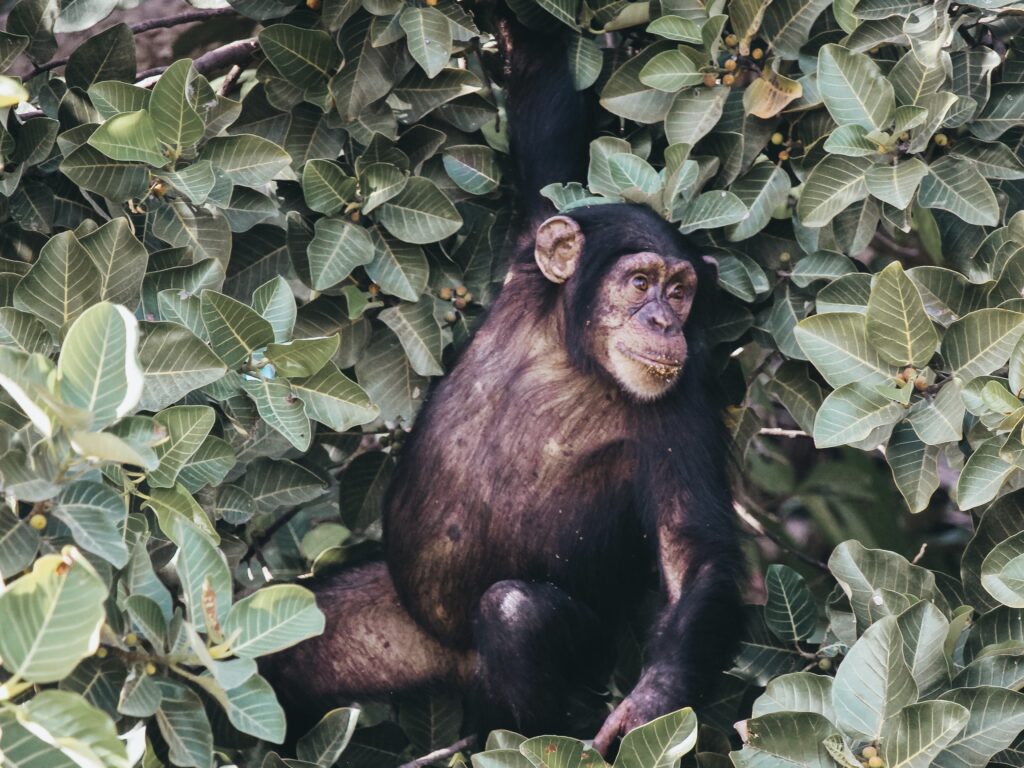 la visita en barca a la isla de los monos donde habitan familias de chimpancés en un ambicioso proyecto de adaptación de estos primates.