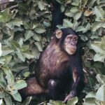 la visita en barca a la isla de los monos donde habitan familias de chimpancés en un ambicioso proyecto de adaptación de estos primates.