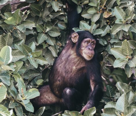 la visita en barca a la isla de los monos donde habitan familias de chimpancés en un ambicioso proyecto de adaptación de estos primates.