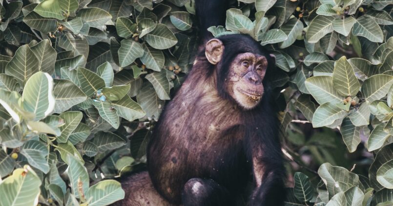 la visita en barca a la isla de los monos donde habitan familias de chimpancés en un ambicioso proyecto de adaptación de estos primates.