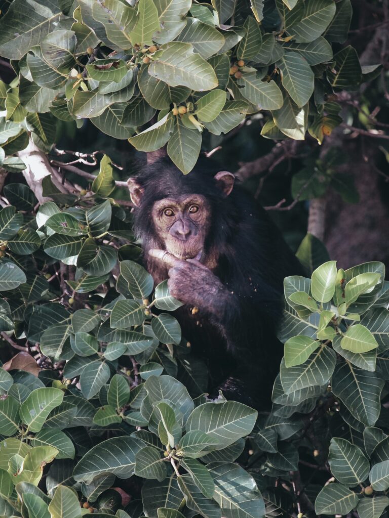 El chimpancé comparte hasta un 99% de ADN con los seres humanos convirtiéndolos en la especie más parecida.