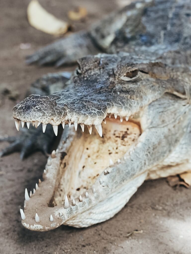 Hay alrededor de 80 cocodrilos del Nilo adultos en el parque y algunos más pequeños. Muchos de ellos se les puede observar posando en las orillas de la piscina en la que los turistas se sacan fotos con los inmóviles reptiles, algunos incluso con las fauces abiertas.