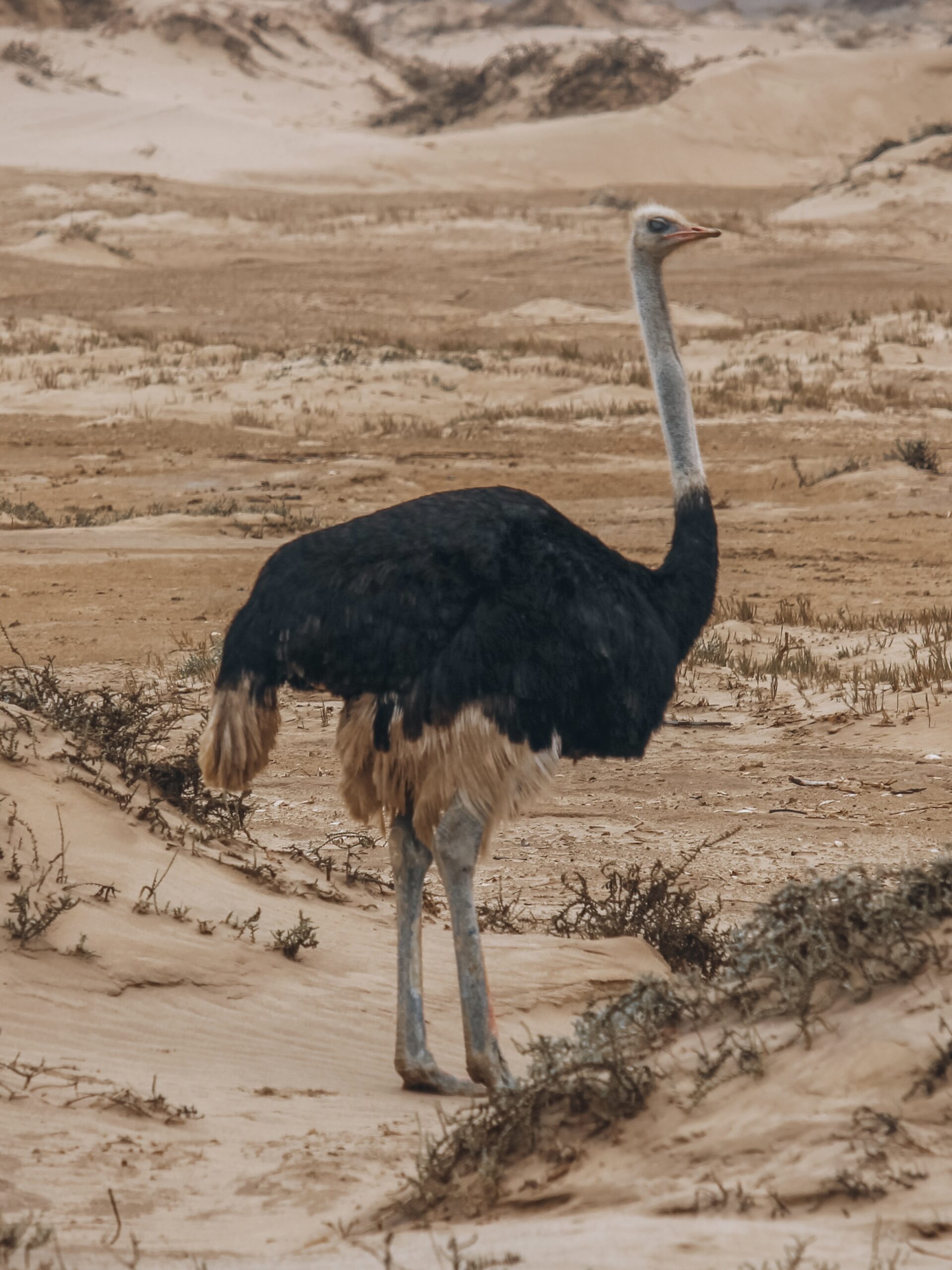 Avestruz en Sandwich Harbour