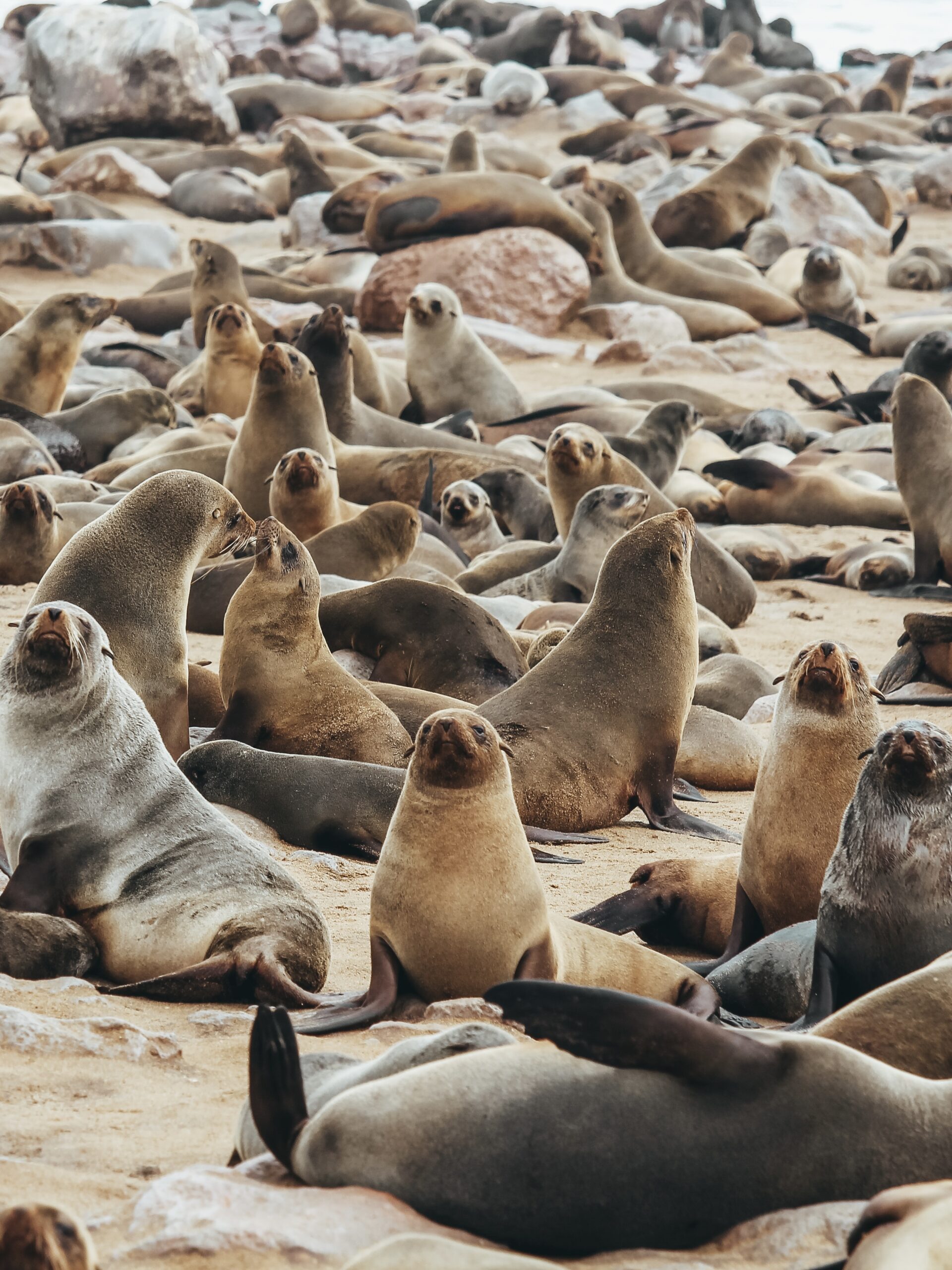 Leones marinos en Cape Cross