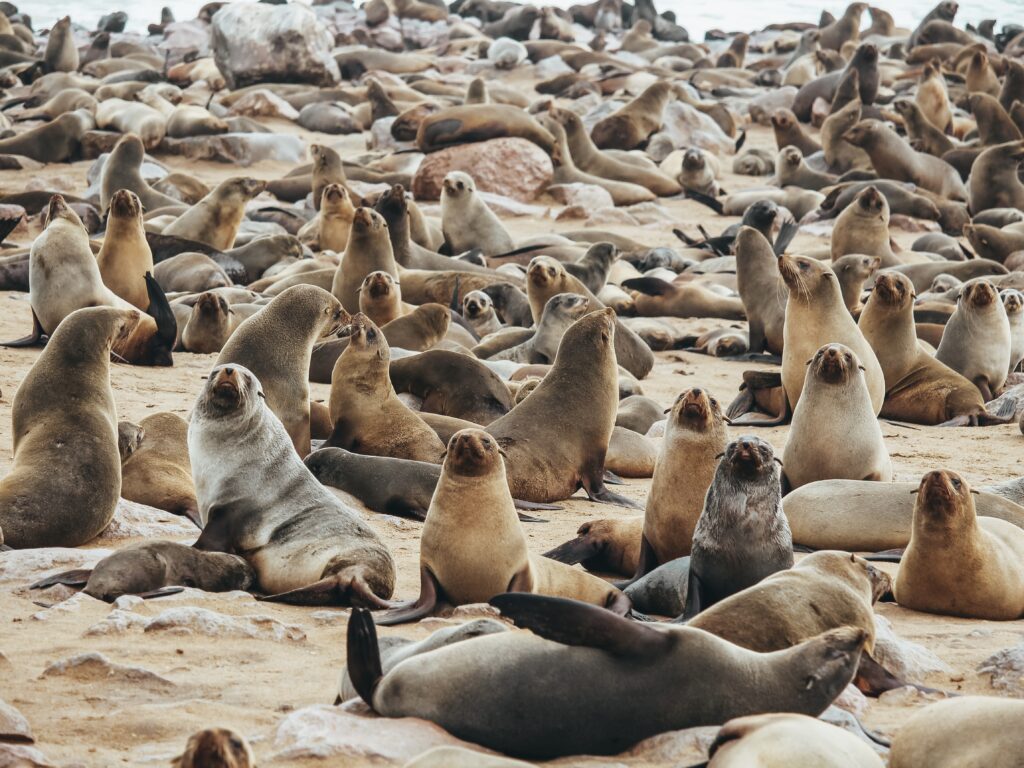 Colonia de lobos marinos en Cape Cross, Namibia