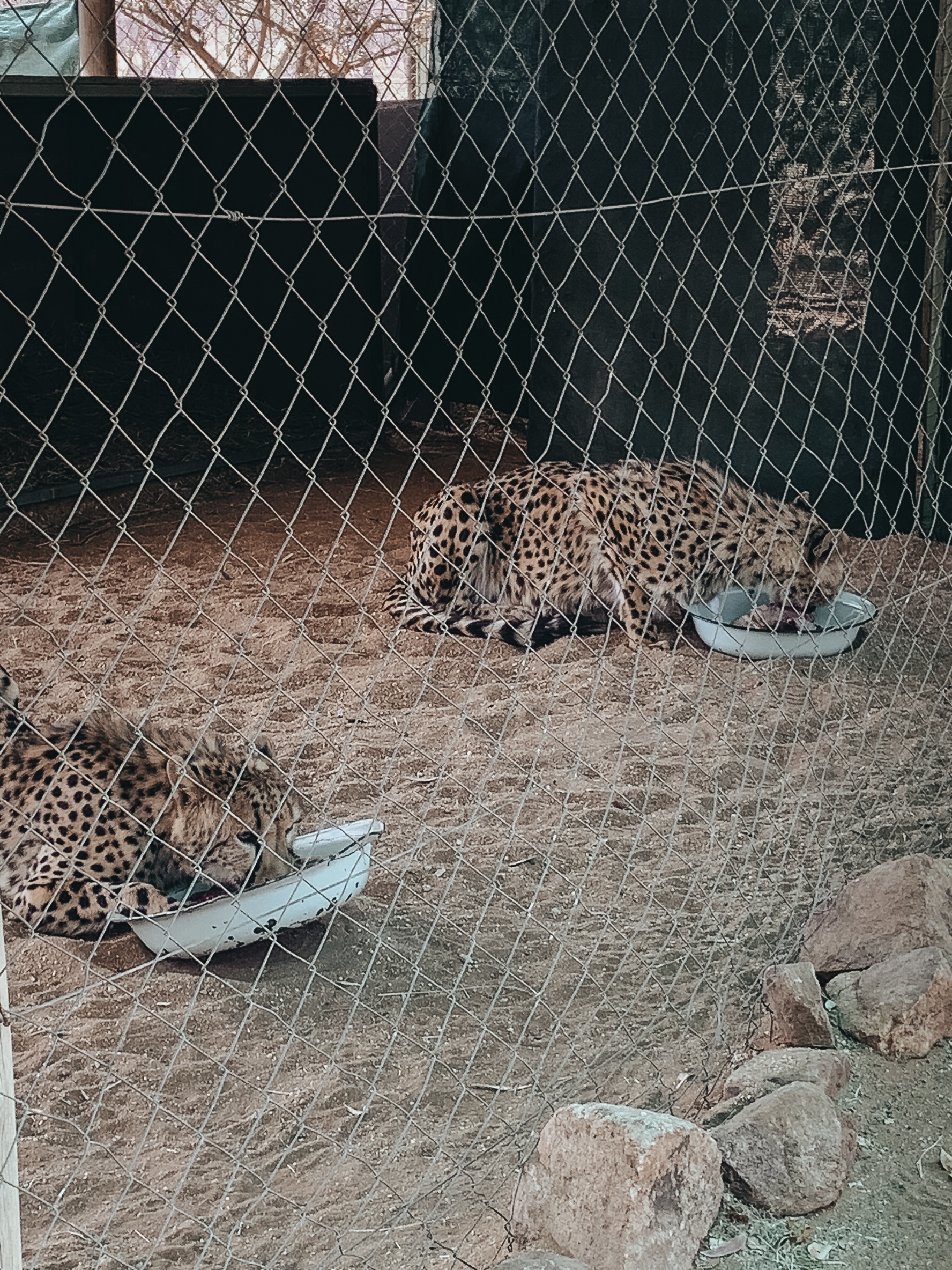 Guepardos comiendo