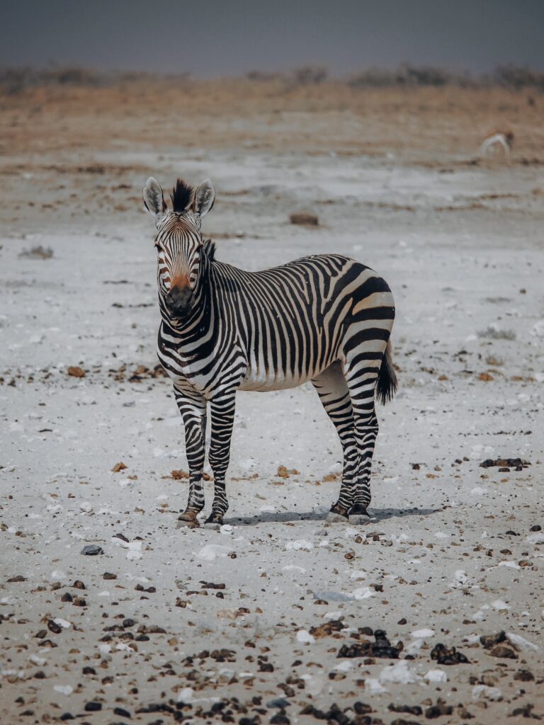 Las cebras son muy recurrentes cuando visitas el PN Etosha