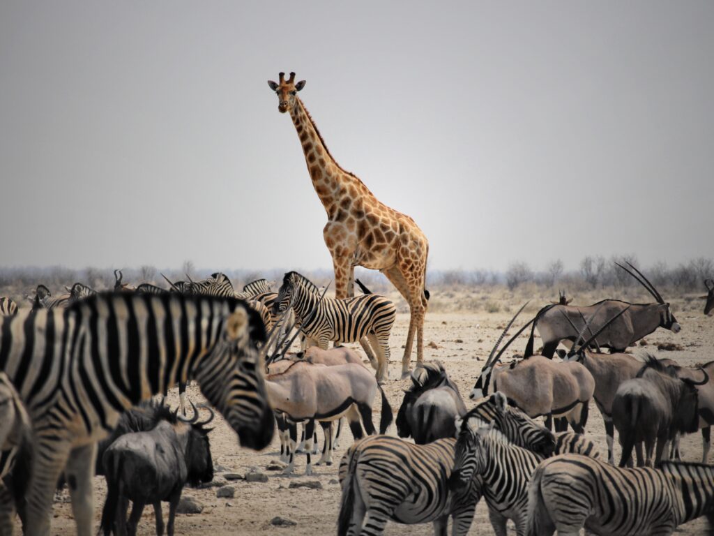 Animales salvajes en Etosha