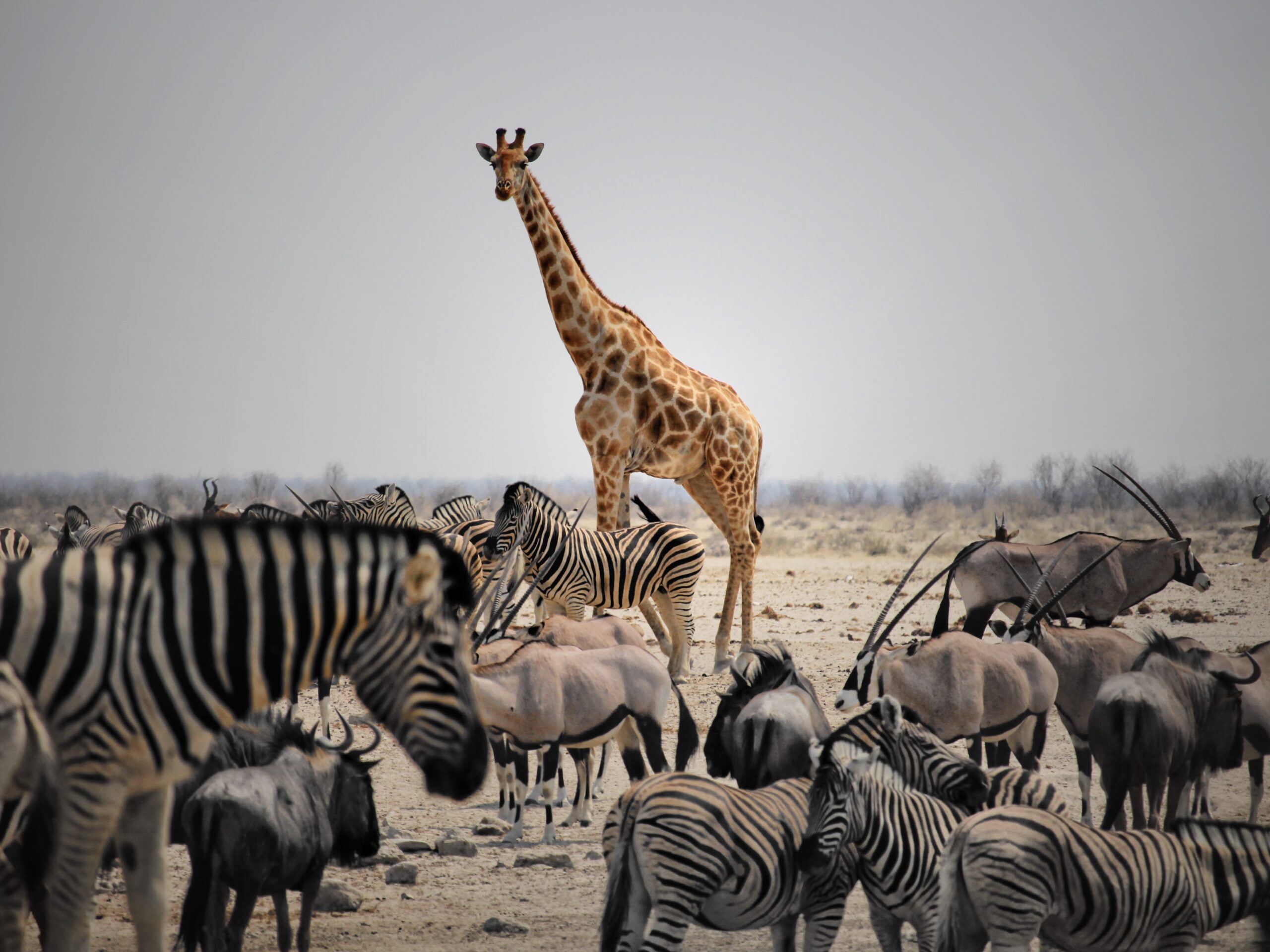 Safari en Namibia