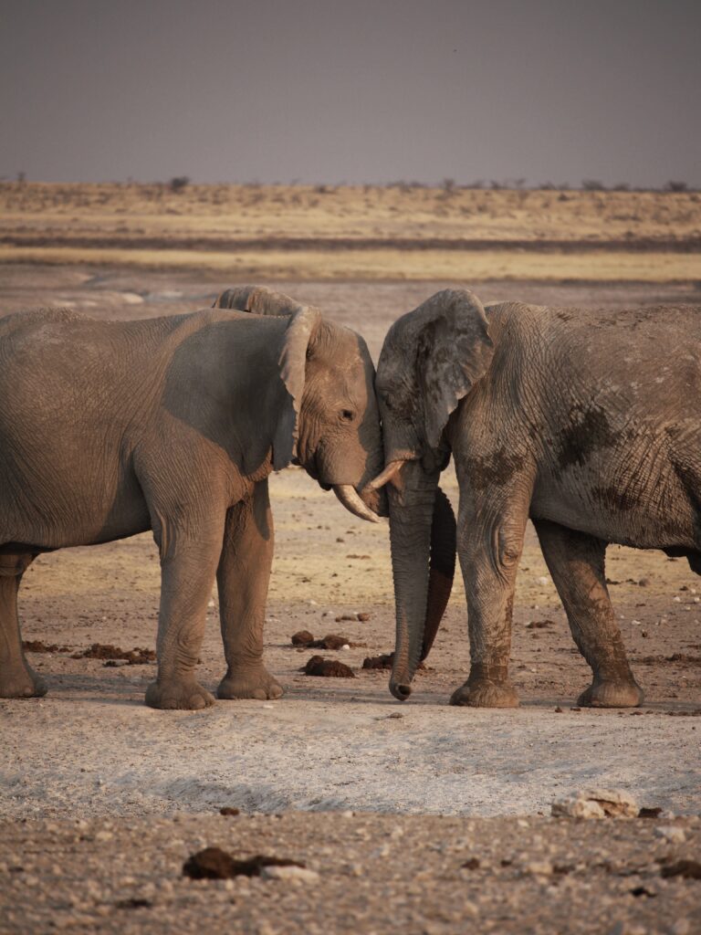 Los elefantes pelean para conseguir quedarse con el waterhole