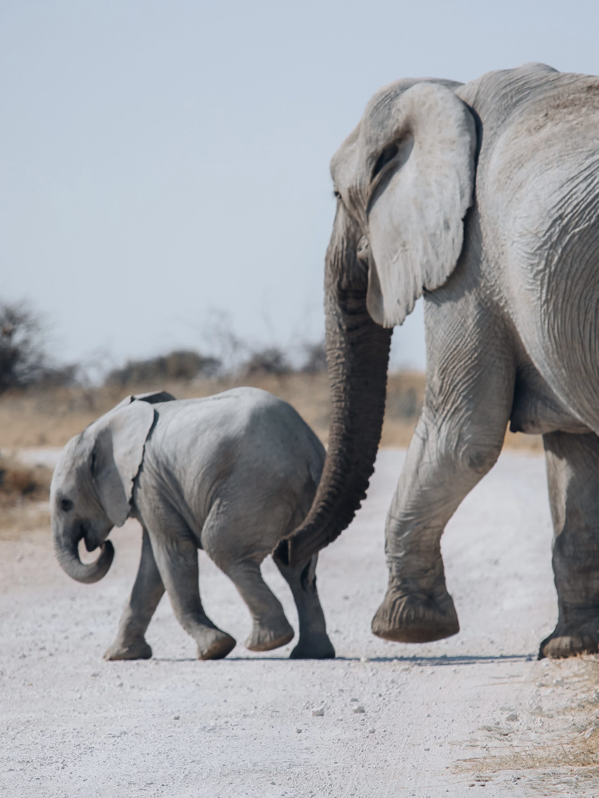 Elefante conduce a su cría